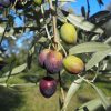 caiazzana olive